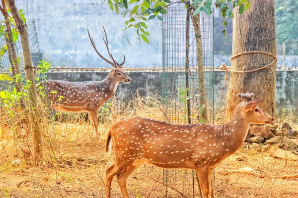 Arignar Anna Zoological Park