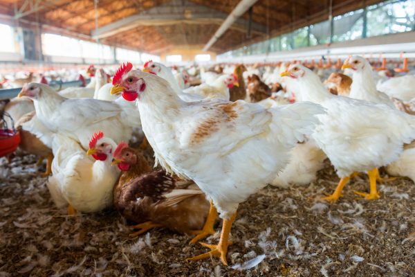 Top 10 Poultry Farm In Chennai