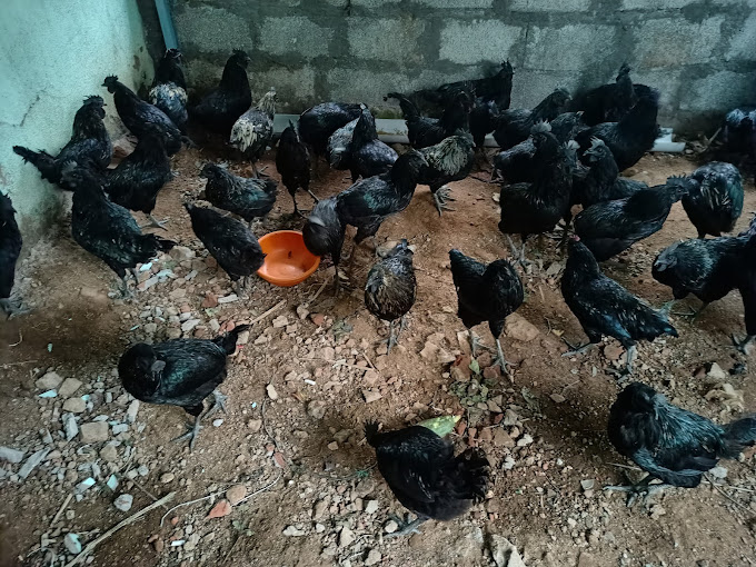 Kadaknath Chick Inn Organic farm