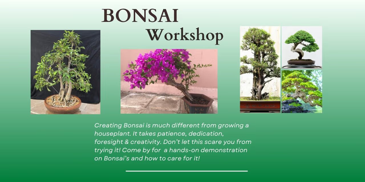 Bonsai Workshop | Nov 24, 2024 | Hibiscus Cafe, Chennai